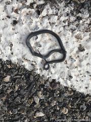 Diadophis punctatus regalis