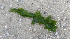 Ulvaceae