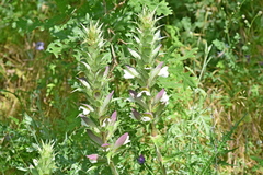 Acanthus spinosus