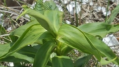 Solidago sempervirens