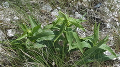 Solidago sempervirens