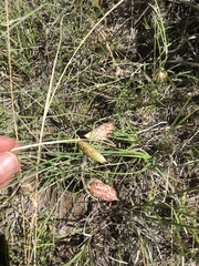 Astragalus ceramicus