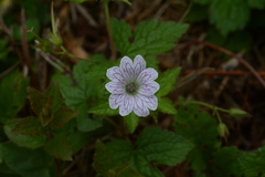 Geranium versicolor