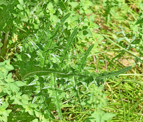 Image of Acanthus Caroli (Acanthus caroli) by (c) Kostas Zontanos, some rights reserved (CC BY)