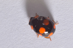 Brachiacantha ursina