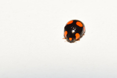 Brachiacantha ursina