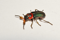 Collops bipunctatus