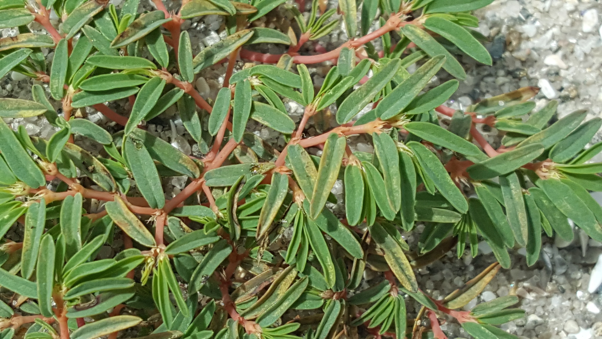 Euphorbia polygonifolia