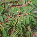 Euphorbia polygonifolia - Photo (c) Kelly Fuerstenberg,  זכויות יוצרים חלקיות (CC BY-NC), הועלה על ידי Kelly Fuerstenberg