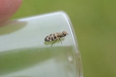 Melieria picta