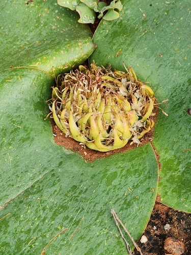 Image of Massonia depressa by (c) Jo Roberts, some rights reserved (CC BY)