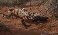 Heloderma suspectum cinctum