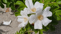 Rosa rugosa