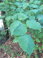 Cercis canadensis canadensis