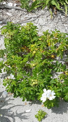 Rosa rugosa