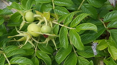 Rosa rugosa