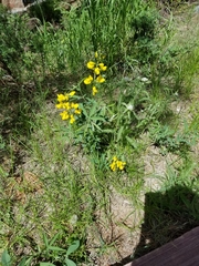 Thermopsis montana