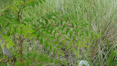 Aralia elata