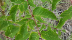 Aralia elata