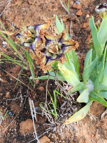 Image of Ferraria variabilis by (c) Jo Roberts, some rights reserved (CC BY)