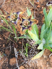 Ferraria variabilis