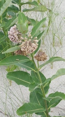 Asclepias syriaca