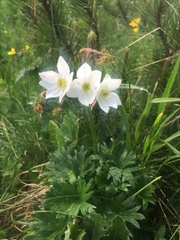 Anemonastrum