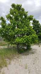 Catalpa speciosa
