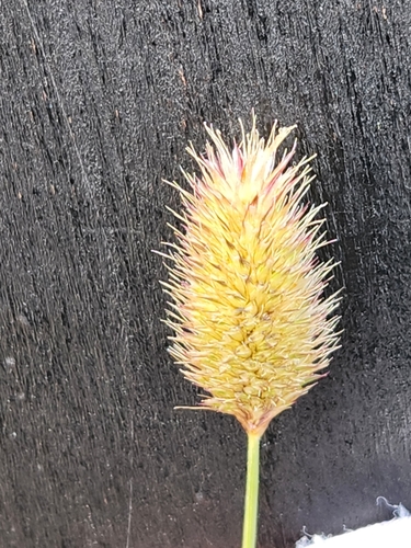 Image of Fingerhuthia africana by (c) Jo Roberts, some rights reserved (CC BY)