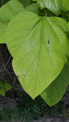 Catalpa speciosa