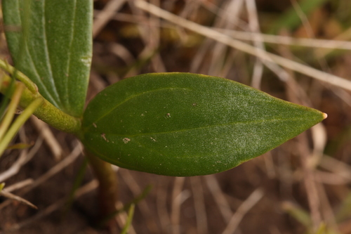Lanceleaf Springbeauty