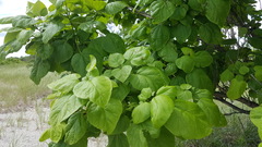 Catalpa speciosa