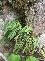 Polypodium saximontanum