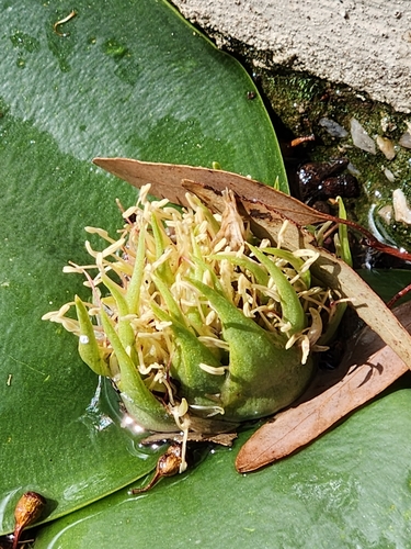 Image of Massonia depressa by (c) Jo Roberts, some rights reserved (CC BY)