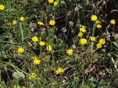 Crepis neglecta