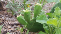 Opuntia mesacantha