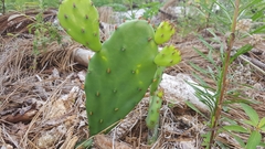 Opuntia mesacantha