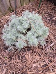 Artemisia schmidtiana