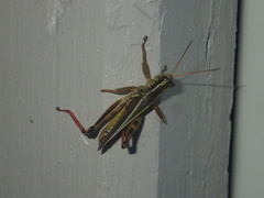 Melanoplus bivittatus