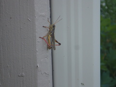 Melanoplus bivittatus