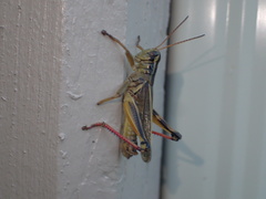 Melanoplus bivittatus