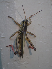 Melanoplus bivittatus