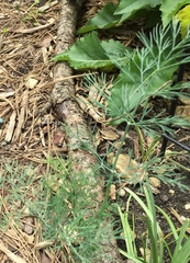 Foeniculum vulgare dulce