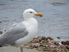 Larus argentatus