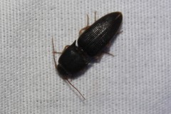 Heteroderes amplicollis