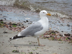 Larus argentatus
