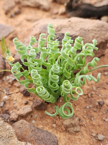 Image of Albuca concordiana by (c) Jo Roberts, some rights reserved (CC BY)