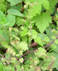 Phacelia malvifolia