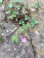 Geranium robertianum