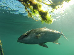 Seriola rivoliana
